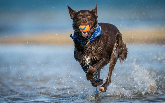 Un grand chien noir rapporte une balle dans la mer