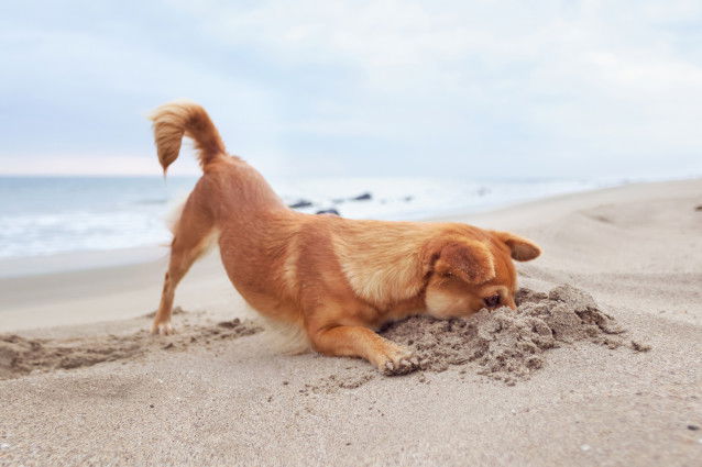 Un Shiba Inu creuse le sable de la plage