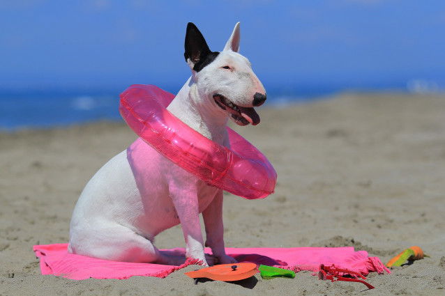Un Bull Terrier avec une bouée rose sur une serviette de plage