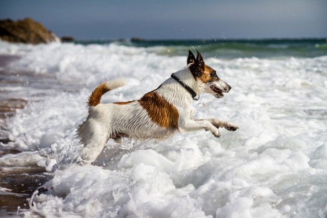 Un chien de type terrier court au milieu des vagues