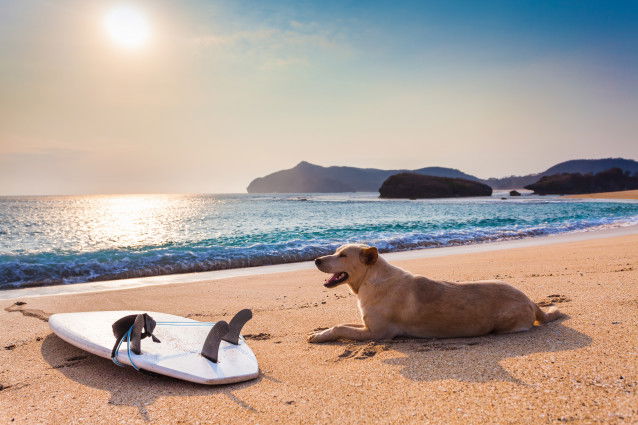 Un grand chien allongé sur le sable à côté d'une planche de surf