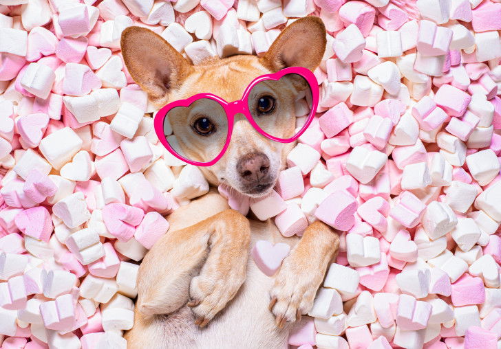 Un chien avec des lunettes roses sur une pile de chamallows