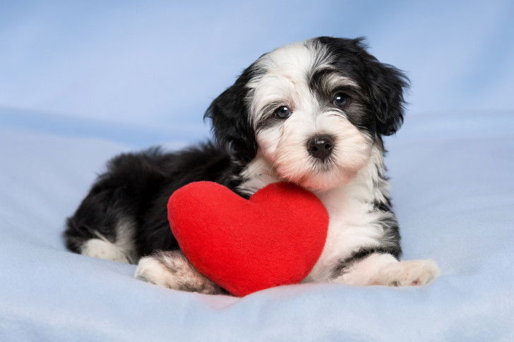 Un chiot noir et blanc avec un coussin en forme de coeur