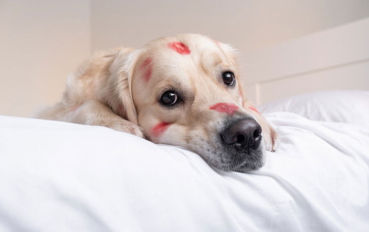 Un chien sur le lit avec des marques de rouge à lèvre