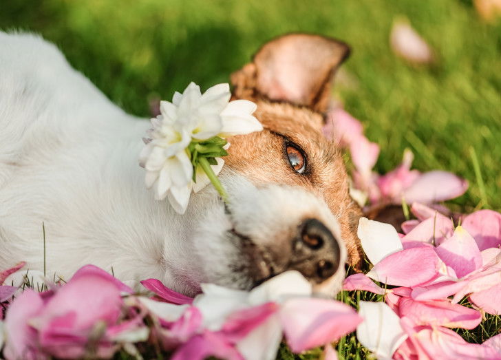 Un chien avec une fleur dans la gueule et des pétales de rose