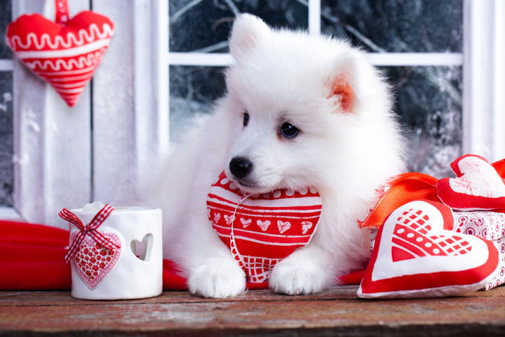 Un chiot Spitz Japonais entouré de coussins en forme de coeur