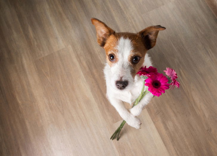 Un Jack Russell tient un bouquet de fleurs violettes dans les pattes