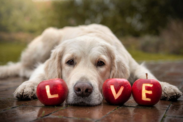 Un chien couché sur le sol à côté de pommes