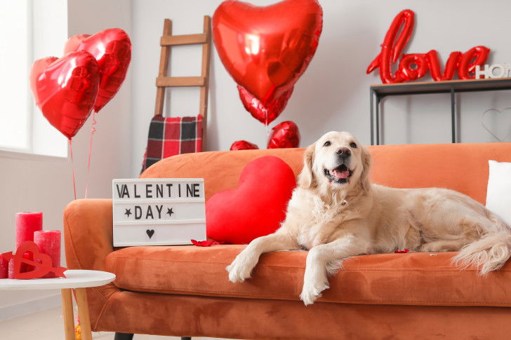 Un Golden Retriever allongé sur le canapé dans un décor de Saint-Valentin