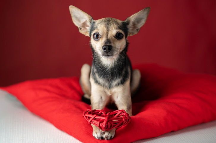 Un petit chien assis sur un coussin rouge tient un coeur dans ses pattes avant