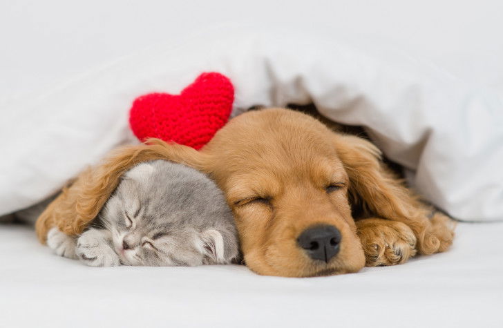 Un chiot et un chaton dorment ensemble dans un lit