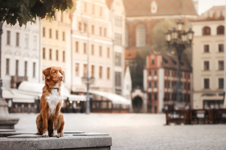 Le gardien de la ville