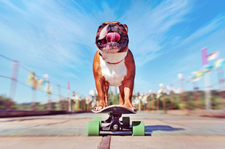 Le roi du skateboard