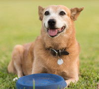 Un chien peut apprendre tout au long de sa vie