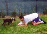 Le bon âge pour commencer l'éducation du chien