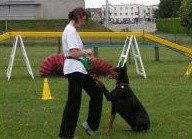 Les outils pour une bonne éducation du chien