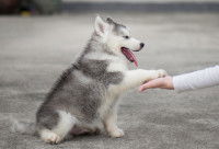Un chiot Husky donne la patte à un homme