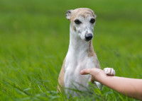 Un chien lévrier pose la patte sur la main d'un homme