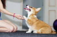 Un Corgi donne la patte à une jeune fille