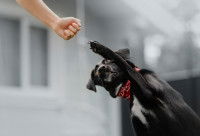 Un chien tente d'attraper la main d'une femme avec sa patte