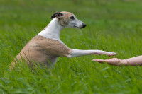 Un lévrier apprend à donner la patte