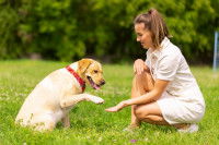 Un Labrador donne la patte à sa maîtresse