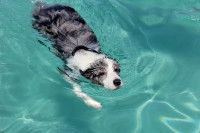 Un Border Collie nage dans une piscine