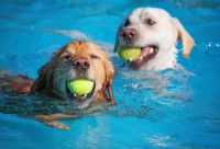 Deux chiens jouent dans la piscine avec une balle de tennis