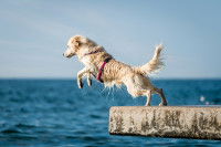 Un chien en train de plonger dans la mer