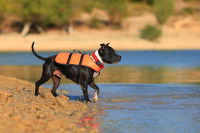 Un Staffordshire Bull Terrier avec un gilet de sauvetage au bord d'un lac