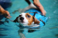 Un éducateur apprend à un chien à nager dans une piscine