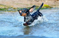 Un Teckel saute dans un lac pour se baigner