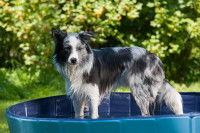 Un Border Collie se baigne dans une piscine gonflable