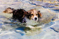 Un petit chien se baigne dans la mer