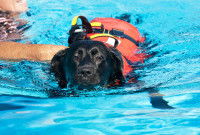 Un homme apprend à nager à son chien dans une piscine