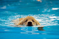 Un chiot Golden Retriever nage dans une piscine