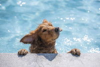 Un chien s'accroche au bord d'une piscine pour sortir de l'eau