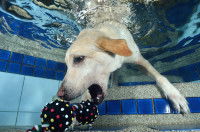 Un Labrador met la tête sous l'eau pour récupérer un jouet au fond de la piscine