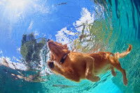 Vue sous l'eau d'un Labrador nageant dans une piscine