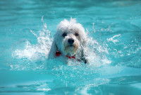Un petit Caniche nage dans une piscine