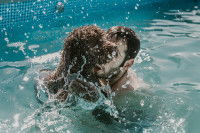 Un Chien d'Eau Espagnol apprend à nager avec son maître dans une piscine