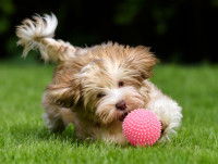 Un Bichon Havanais court derrière une balle en plastique dans l'herbe