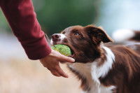 Un chien de type berger rend la balle à son maître