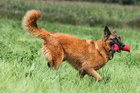 Un Berger Belge s'entraîne à porter des objets