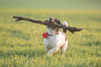 Un jeune chien Jack Russel transporte un gros bout de bois dans sa gueule