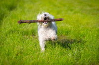 Un chiot blanc rapporte un bâton dans le jardin