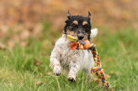 Les différentes variantes du rapport d'objet