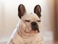 Un chien de type Bouledogue avec un air frustré