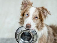 Un Border Collie aux yeux bleus tient sa gamelle vide dans sa gueule