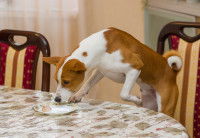 Un Basenji vole de la nourriture dans une assiette sur la table